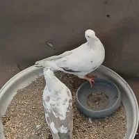 کفتر سفید|پرنده|محمدشهر, شهرک پیام (مهرالبرز)|دیوار