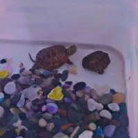 دو عدد|خزنده|قیامدشت - خاورشهر, |دیوار