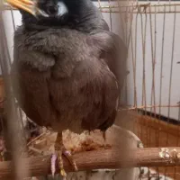 مرغ مینا معاوضه با عروس هلندی