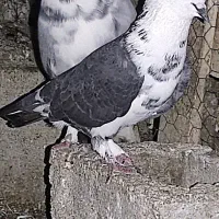 کفتر
