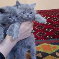 گربه اسکاتیش