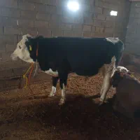 دوعد گوساله نرسیمینتال|حیوانات مزرعه|اصلاندوز, |دیوار