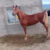 جیران کره جمیل