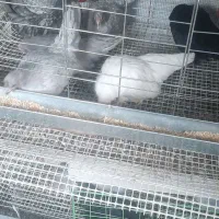 جاپنیز.لاکندزی.گردن لخت|حیوانات مزرعه|تهران, زرکش|دیوار