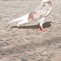 جوجه خوشونه اصیل|پرنده|خرمآباد, |دیوار