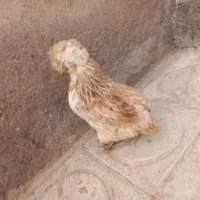 مرغ ابریشمی|پرنده|قائن, |دیوار