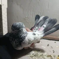 کفتر پرشی غریبگی|پرنده|گلستان (تهران), |دیوار