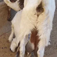 بز زایده شیرا