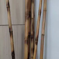بامبو دو متری با گلدان|گل و گیاه طبیعی|ری, شهید بهشتی|دیوار