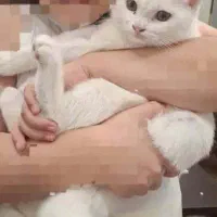 واگذاری گربه خانگی با وسایل 2 تومن