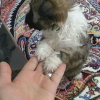 شیتزو سوپر فلت