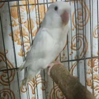 طوطی برزیلی آلبینو ماده|پرنده|اهواز, کوی رمضان|دیوار