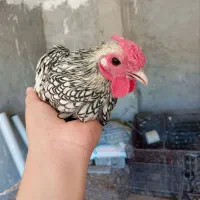 خروس سیبرایت یا میناتوری