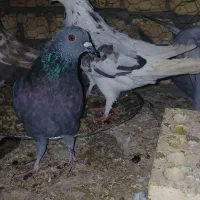 کفتر سالم و خونگی