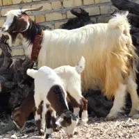 تیشتر شهرکردی جوان