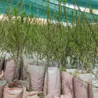 نهالستان پالیز تولید کننده بادام گلدانی وگردودیرگل