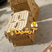 ارزان شدمرکز پخش جوجه اردک آرشیدا آستانه اشرفیه|حیوانات مزرعه|آستانه اشرفیه, |دیوار