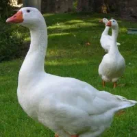 3 عدد غاز معاوضه با کبوتر یا مرغ