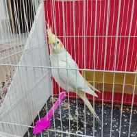 عروس هلندی|پرنده|شاندیز, |دیوار