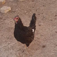 مرغ وخروس گلین|حیوانات مزرعه|اصفهان, دستگرده|دیوار