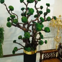 درختچه جاودان کد 0256