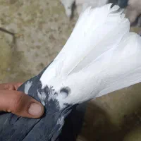 کبوتر|پرنده|اشتهارد, |دیوار