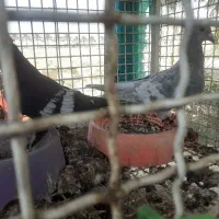 کبوتر طاوسی نر و ماده|پرنده|بوشکان, |دیوار