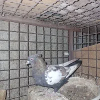 ماده سینه ای|پرنده|یزد, |دیوار