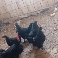 مرغ و خروس|حیوانات مزرعه|زارچ, |دیوار