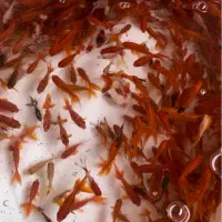 فروش انواع ماهی و تنگ ماهی و وسایل هفت سین