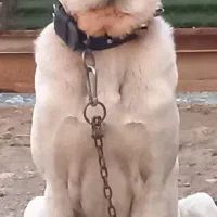 سگ پژدر