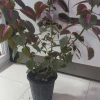 گلهای طبیعی|گل و گیاه طبیعی|سمنان, |دیوار