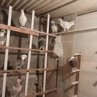 دسته کفترهوایی همه نر هستن