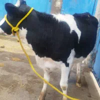 گاو گوساله تلیسه|حیوانات مزرعه|مرودشت, شهرک مهدیه|دیوار