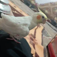 عروس هلندی گمشده