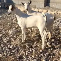 رنگ ناب|حیوانات مزرعه|بندر ماهشهر, |دیوار