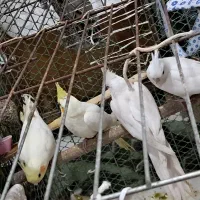 عروس هلندی برای فروش