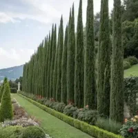 نهال سرو نر درخت سرو یکی از زیبایی های ایران