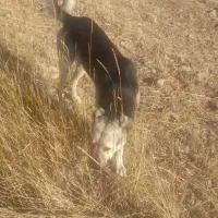 واگذاری سگ سرابی گله