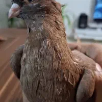 صرب نر سرخ|پرنده|فولادشهر, مسکن مهر فولادشهر|دیوار