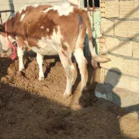 گوساله پای کل