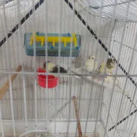 قناری|پرنده|جوکار, |دیوار