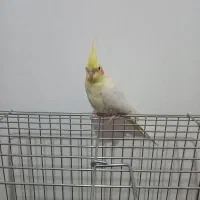 عروس هلندی  گم شد (مهر آرا)