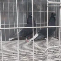 سلام خدمت دوستان چند عدد دم سفید|پرنده|شاهین‌شهر, شهرک گلدیس|دیوار