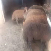 گوسفند|حیوانات مزرعه|بندر گز, |دیوار