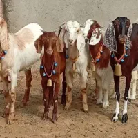 ۵رس کولار بزغاله بز  بزرگ نژاد دوقلو زا و نسل مفت