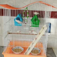 یک جفت فنچ مولد و ۳ جوجه|پرنده|اندیشه, اندیشه فاز ۱|دیوار