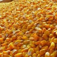 خوراک دام و نهاده دامی - ذرت - جو - سویا و