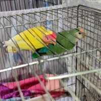 طوطی برزیلی به همراه قفس