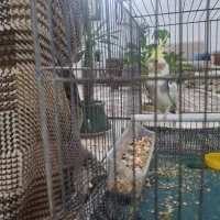 عروس هلندی ابلق|پرنده|پیر بکران, |دیوار